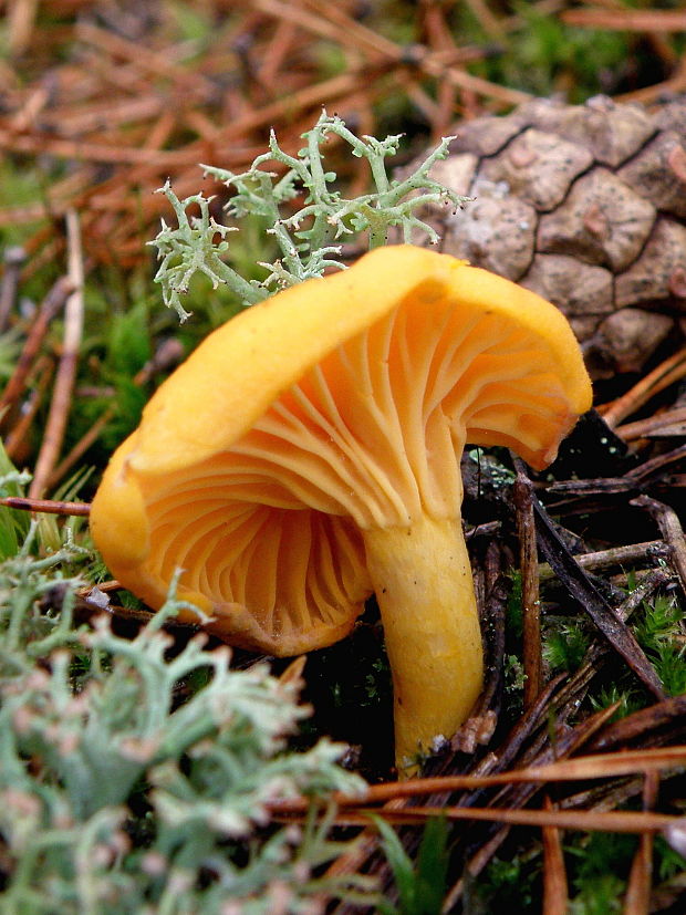 kuriatko jedlé Cantharellus cibarius Fr.