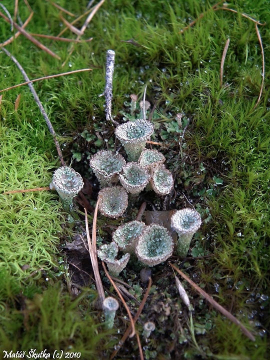 dutohlávka pohárikovitá Cladonia pyxidata (L.) Hoffm.