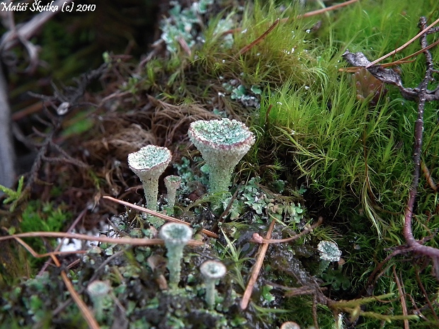 dutohlávka pohárikovitá Cladonia pyxidata (L.) Hoffm.