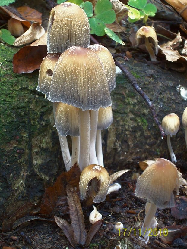 hnojník ligotavý  Coprinellus micaceus (Bull.) Vilgalys, Hopple & Jacq. Johnson