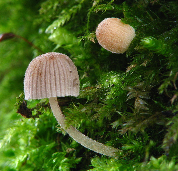 hnojník Coprinus sp.