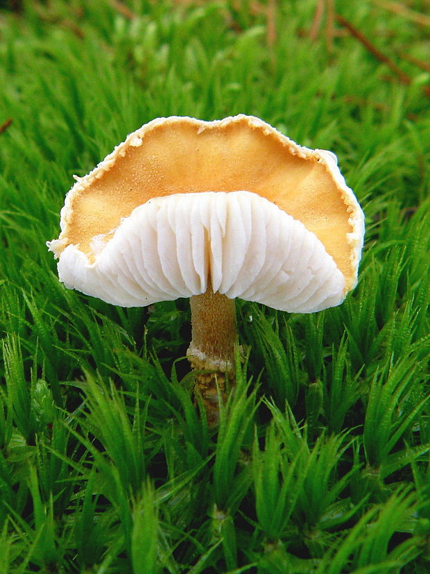 zrnivka Cystoderma sp.