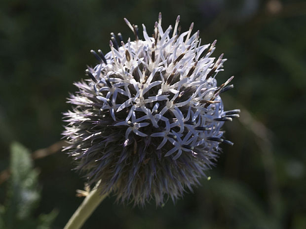 ježibaba guľatohlavá Echinops sphaerocephalus L.