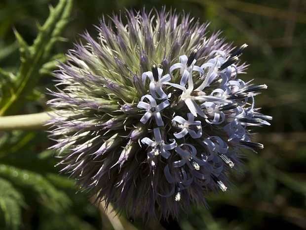 ježibaba guľatohlavá Echinops sphaerocephalus L.