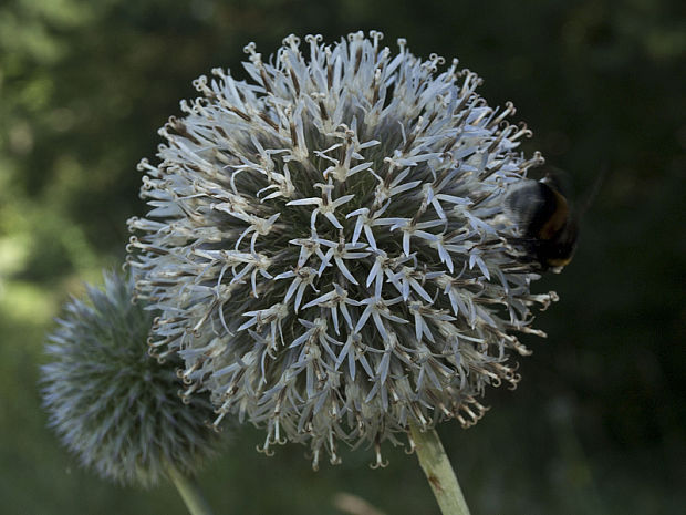 ježibaba guľatohlavá Echinops sphaerocephalus L.