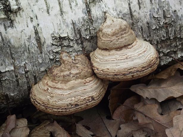 práchnovec kopytovitý Fomes fomentarius (L.) J.J. Kickx