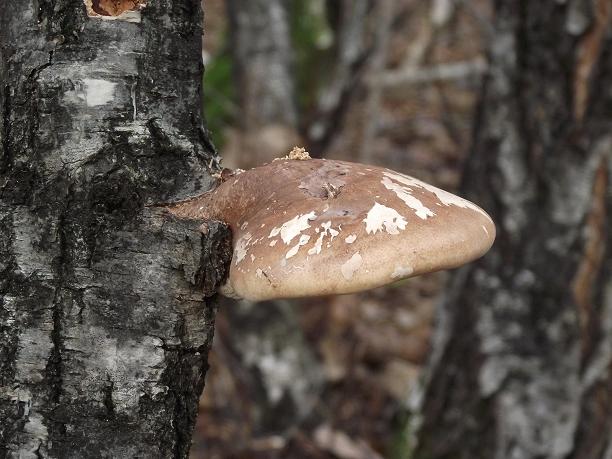 brezovník obyčajný Fomitopsis betulina (Bull.) B.K. Cui, M.L. Han & Y.C. Dai