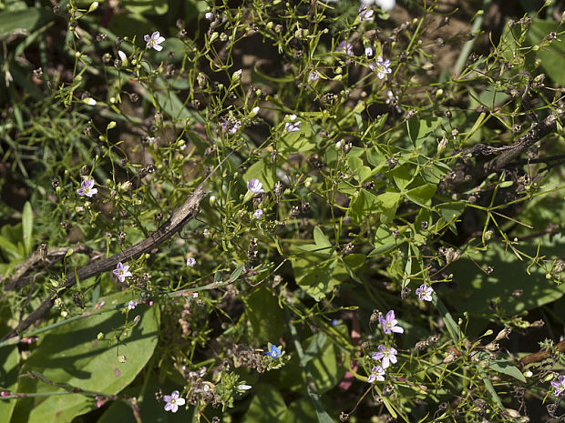 gypsomilka múrová Gypsophila muralis