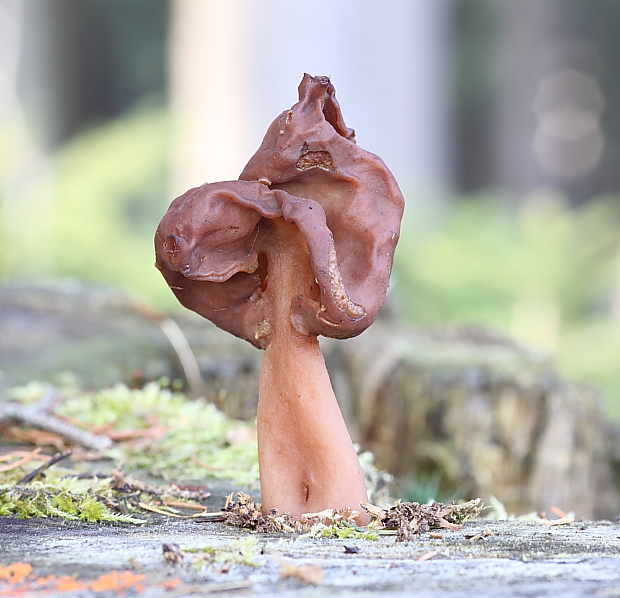 ušiak mitrovitý Gyromitra infula (Schaeff.) Quél.