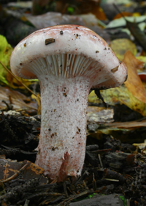 šťavnačka plávkovitá Hygrophorus russula (Schaeff.) Kauffman