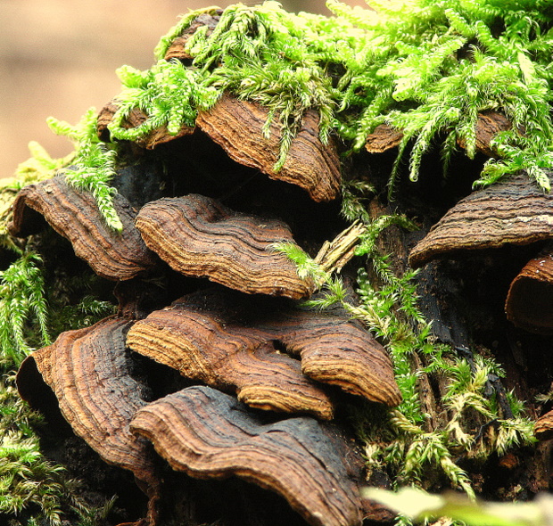 kožnačka hrdzavohnedá Hymenochaete rubiginosa (Dicks.) Lév.