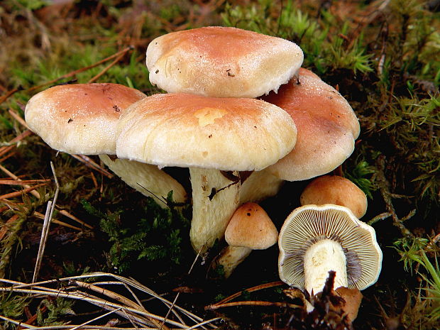 strapcovka zväzkovitá Hypholoma fasciculare (Huds.) P. Kumm.