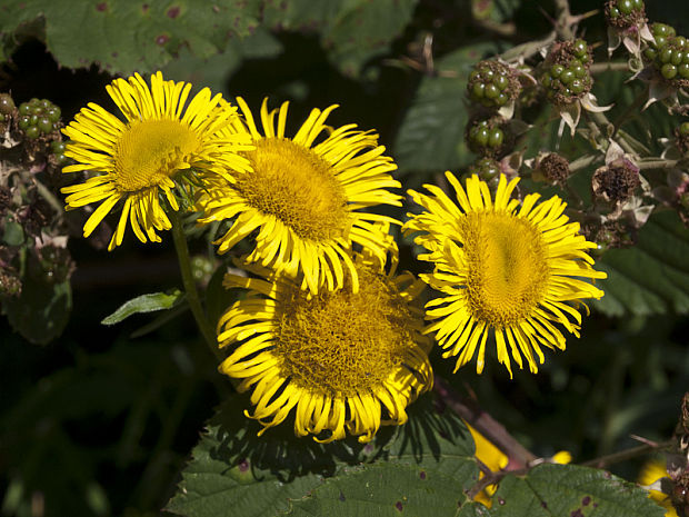 oman cf. vŕbolistý Inula salicina L.