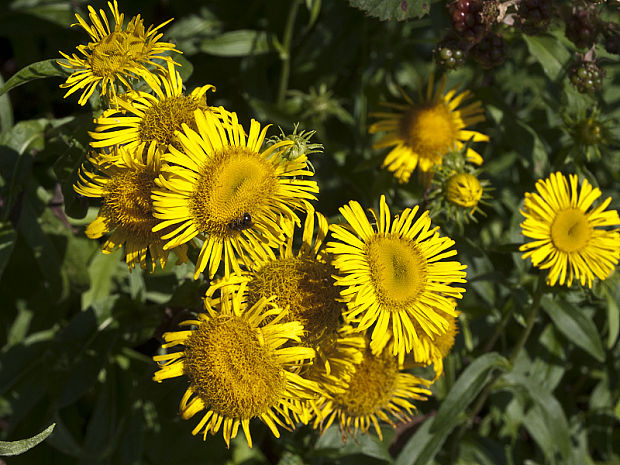 oman cf. vŕbolistý Inula salicina L.