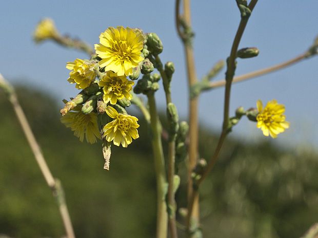 šalát kompasový Lactuca serriola L.