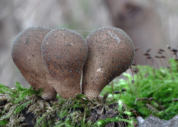 prášnica bradavičnatá Lycoperdon perlatum Pers.