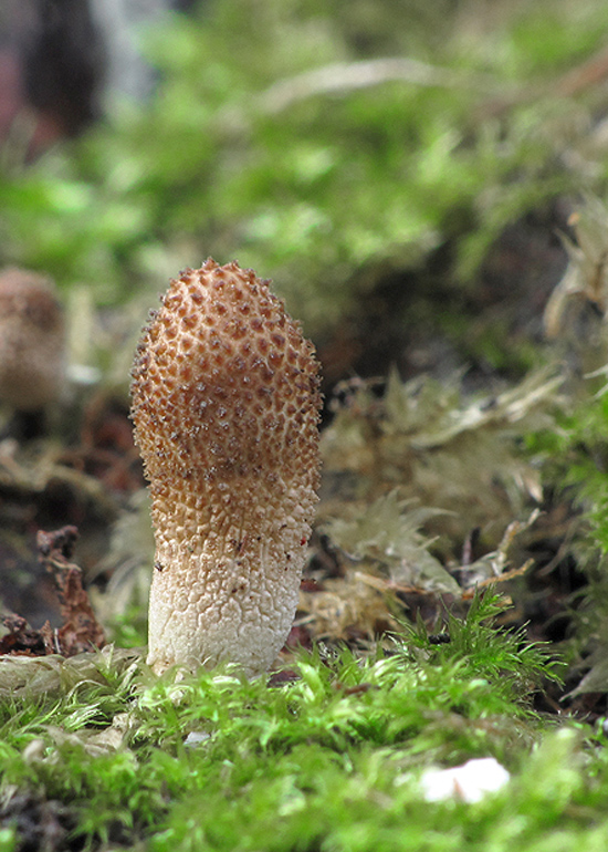 prášnica bradavičnatá Lycoperdon perlatum Pers.