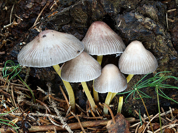 prilbička slizká želatínová Mycena epipterygia var. viscosa (Secr. ex Maire) Ricken