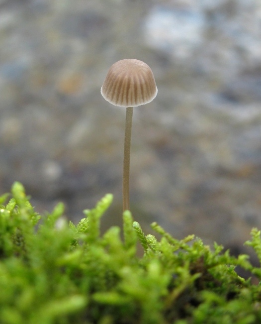 prilbička??? Mycena sp.