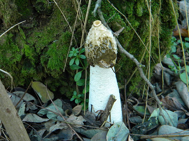 hadovka smradľavá Phallus impudicus L.