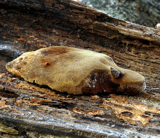 ohňovec obyčajný Phellinus igniarius (L.) Quél.