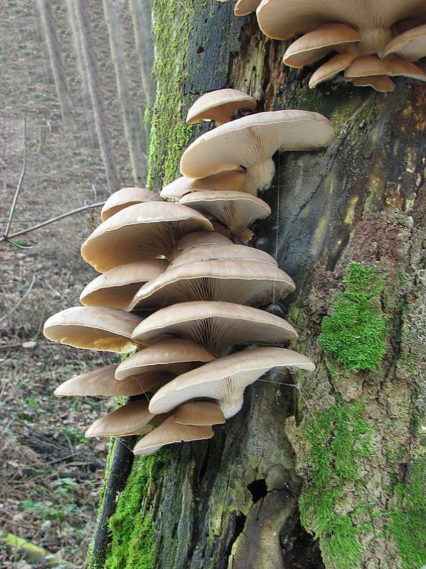 hliva ustricovitá Pleurotus ostreatus (Jacq.) P. Kumm.