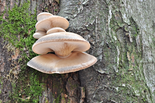 hliva ustricovitá Pleurotus ostreatus (Jacq.) P. Kumm.