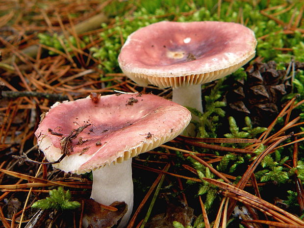 plávka Russula sp.