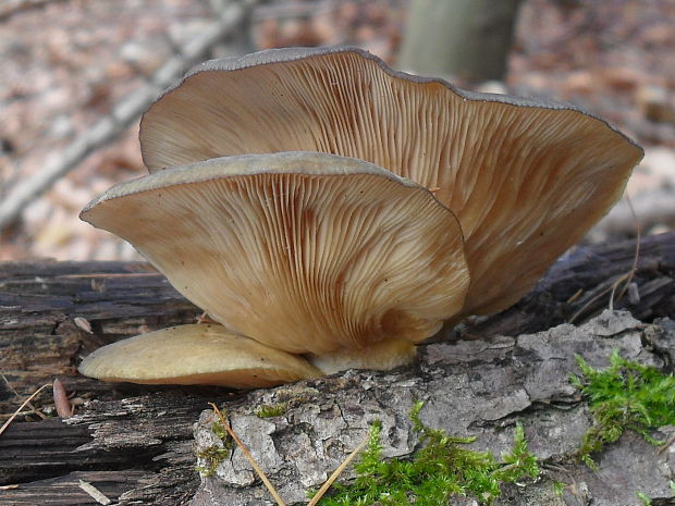 pňovka neskorá Sarcomyxa serotina (Pers.) P. Karst.