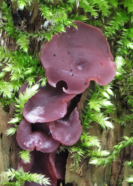 vrtidlovka Ascocoryne sp.