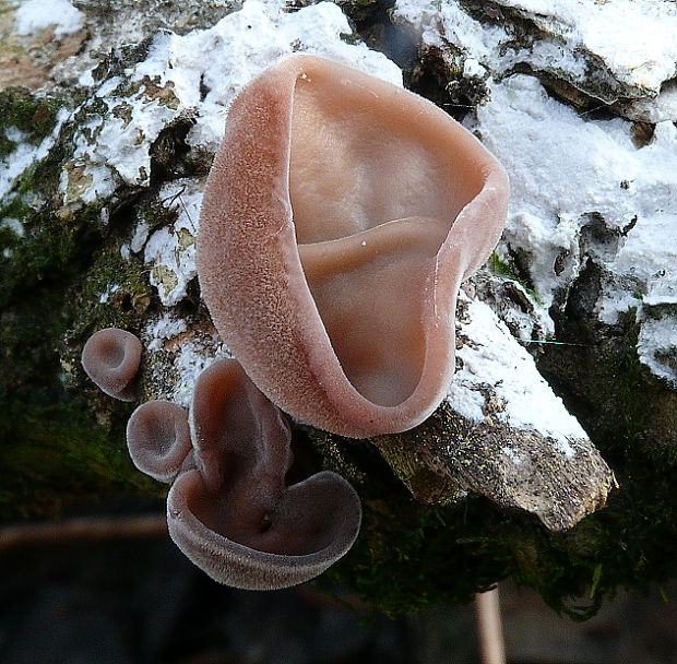 uchovec bazový Auricularia auricula-judae (Bull.) Quél.