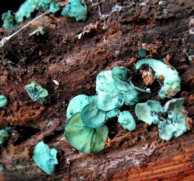 zelenica Chlorociboria sp.