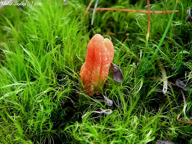 žezlovka hmyzová Cordyceps militaris (Fr.) Link