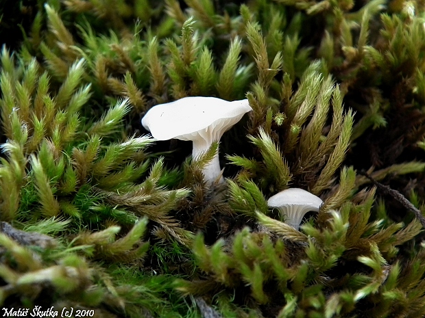 lúčnica snehobiela Cuphophyllus virgineus (Wulfen) Kovalenko