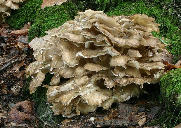 trsovnica lupeňovitá Grifola frondosa (Dicks.) Gray