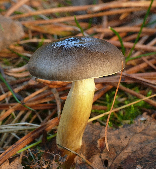 šťavnačka mrazová Hygrophorus hypothejus (Fr.) Fr.