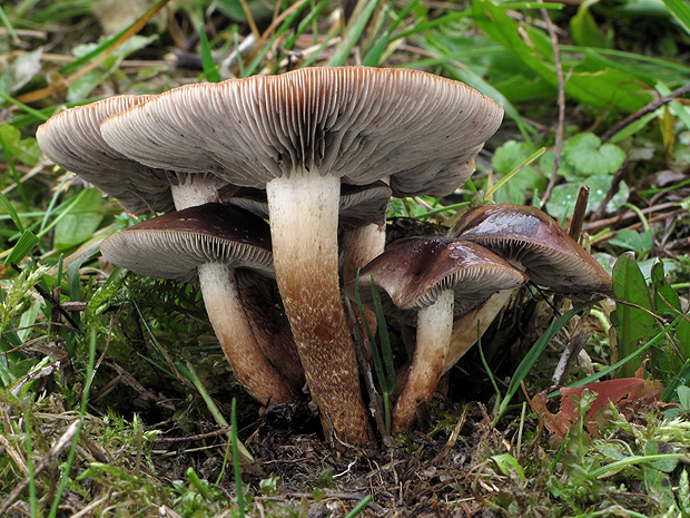 strapcovka maková Hypholoma capnoides (Fr.) P. Kumm.