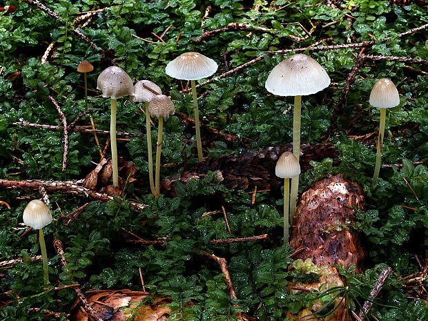 prilbička slizká Mycena epipterygia (Scop.) Gray