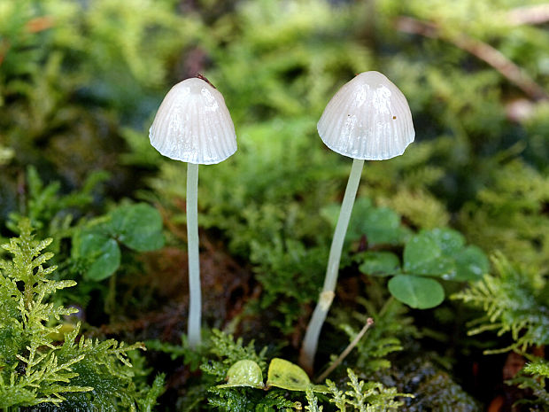 prilbička Mycena sp.