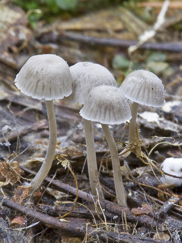 prilbička Mycena sp.