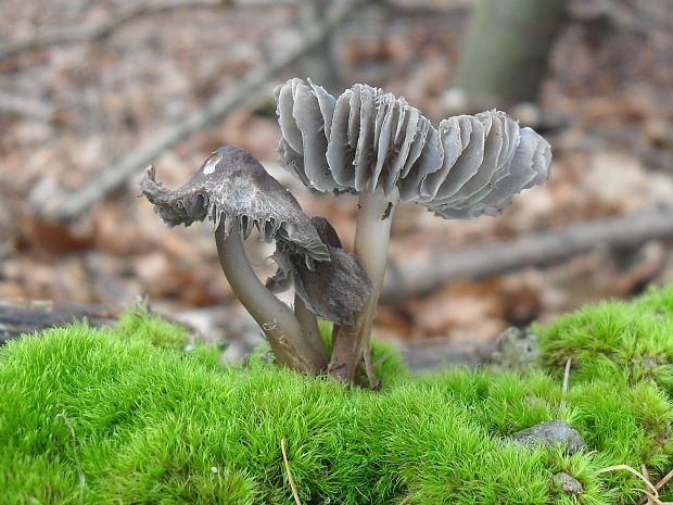 prilbička hnedosivá?? Mycena tintinnabulum (Paulet) Quél.