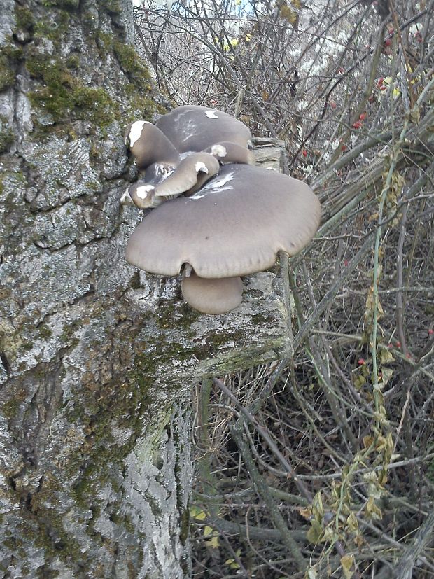 hliva ustricovitá Pleurotus ostreatus (Jacq.) P. Kumm.