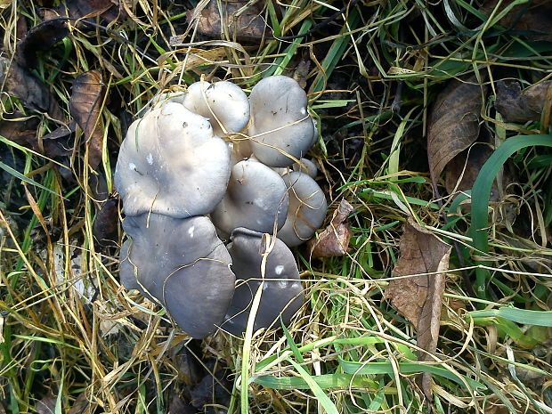 hliva ustricovitá Pleurotus ostreatus (Jacq.) P. Kumm.