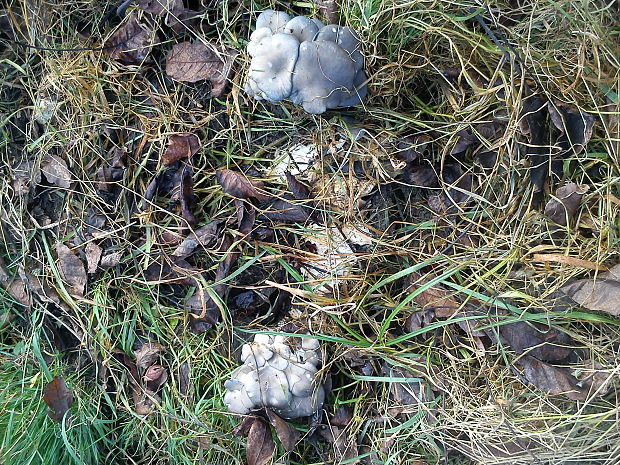 hliva ustricovitá Pleurotus ostreatus (Jacq.) P. Kumm.