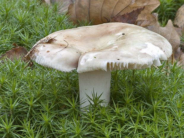 plávka Russula sp.