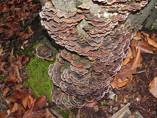 trúdnikovec pásikavý Trametes ochracea (Pers.) Gilb. & Ryvarden