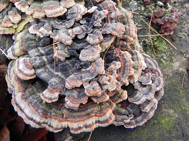 trúdnikovec pásikavý Trametes ochracea (Pers.) Gilb. & Ryvarden