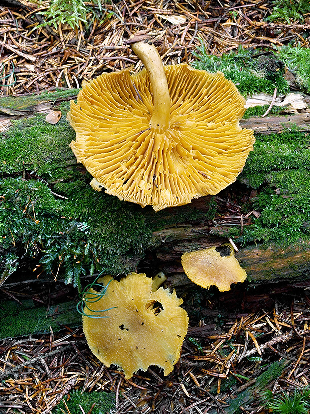 čírovec  Tricholomopsis sp.