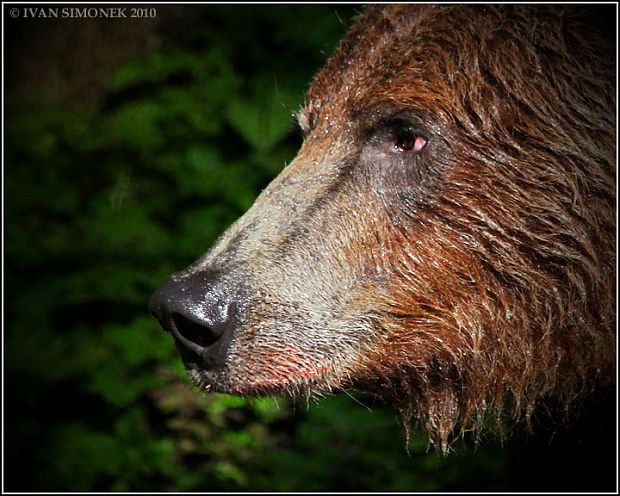 "SE MNOU NEJSOU ZERTY". Ursus arctos horribilis