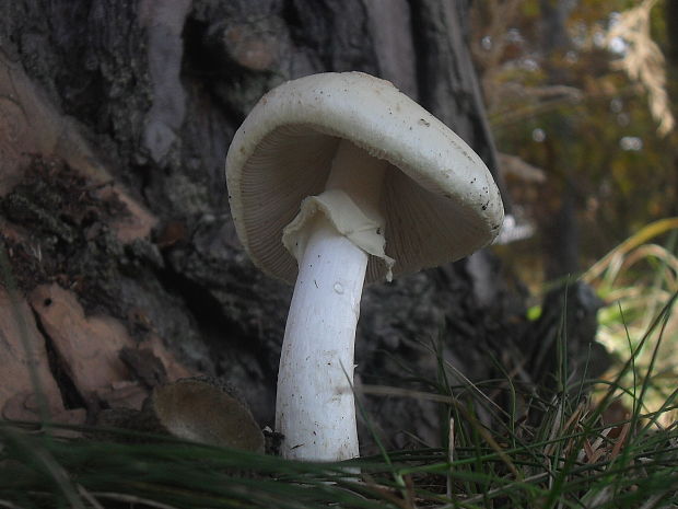 muchotrávka Amanita sp.